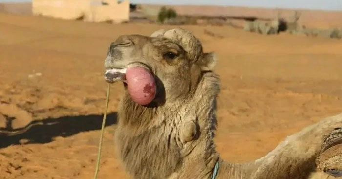 Что такое «мясной шарик», выплевываемый изо рта верблюда?  Изображение 1